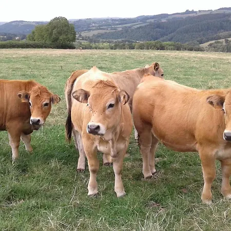 Venkovský dům Maison Confortable A Ferrieres-sur-sichon, Animaux Acceptes - Fr-1-489-552